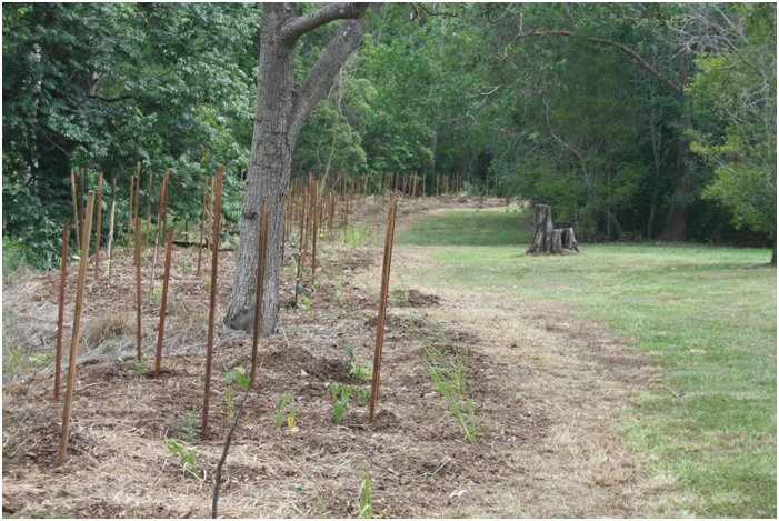 Part of Zone A Creek Bank planted