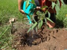 Treeplanting-2