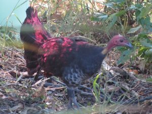 Bush Turkey with Red Feathers
