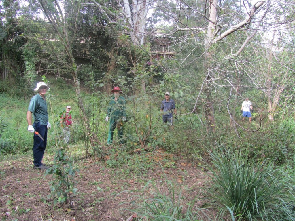 Working Bee Group & Before the Working Bee Commenced