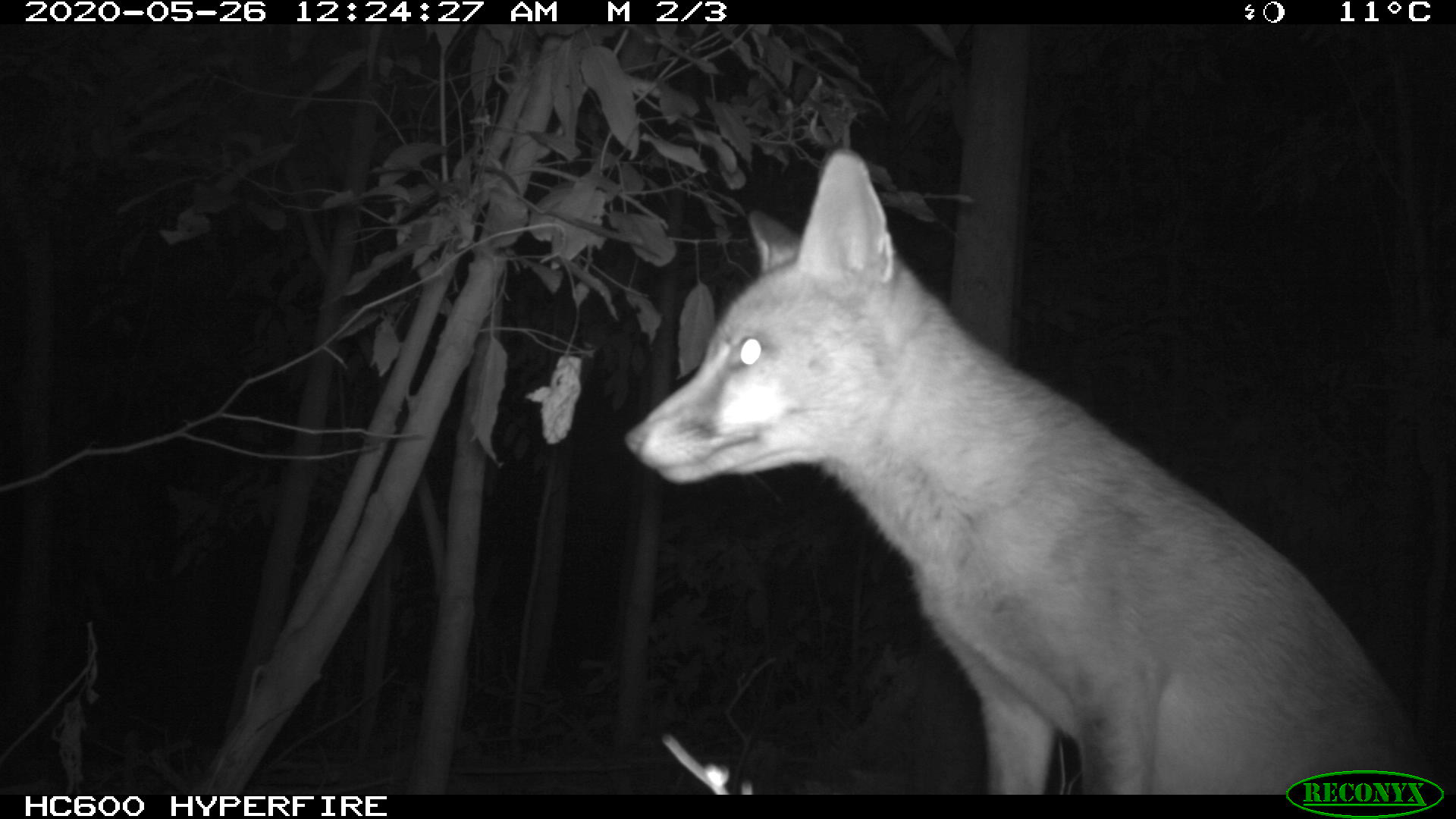 Secrets of a motion sensor camera