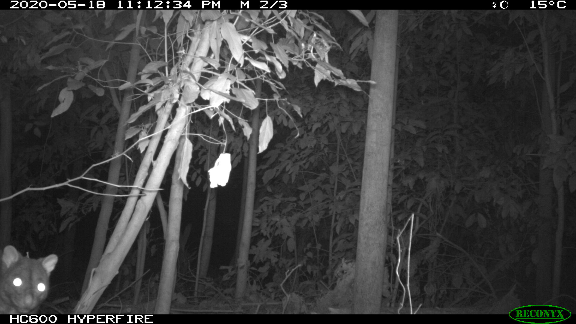 Secrets of a motion sensor camera