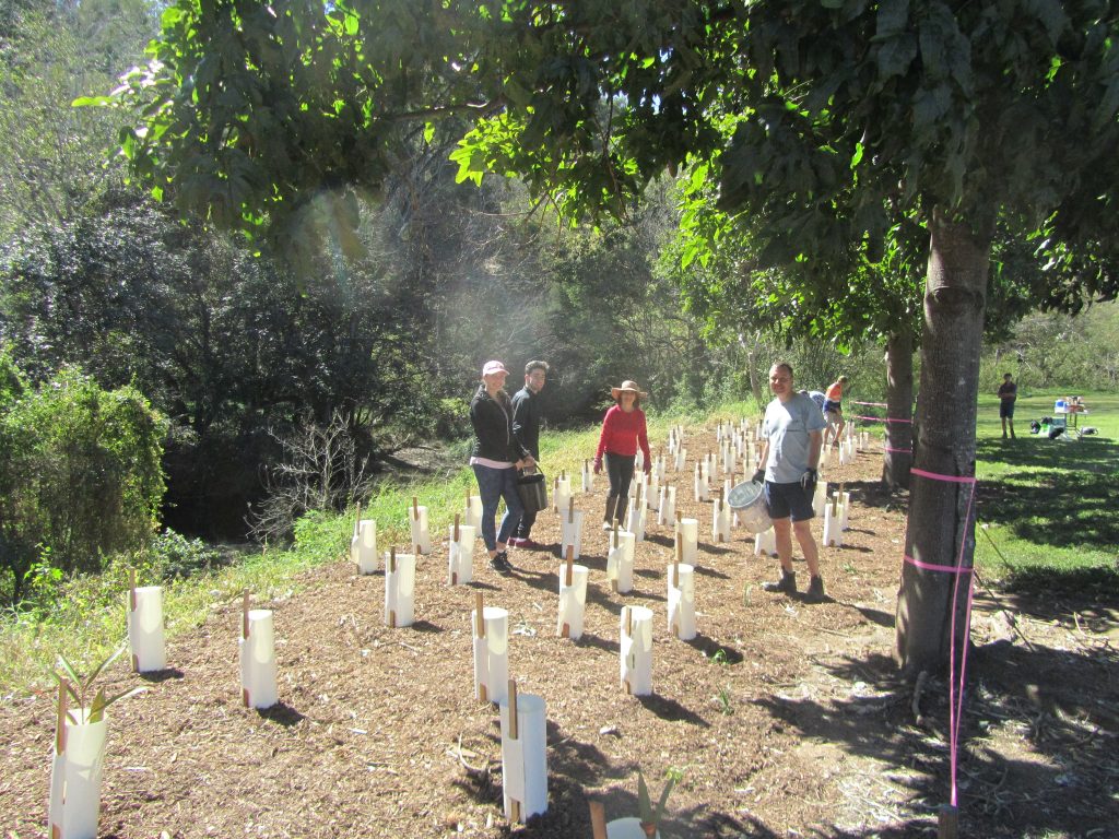 Tree Planting 