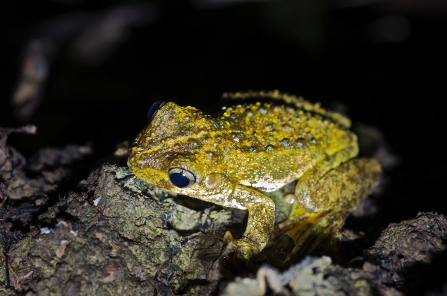 Photo: Ian Muirhead  Emerald-spotted Treefrog Litoria peronii 
