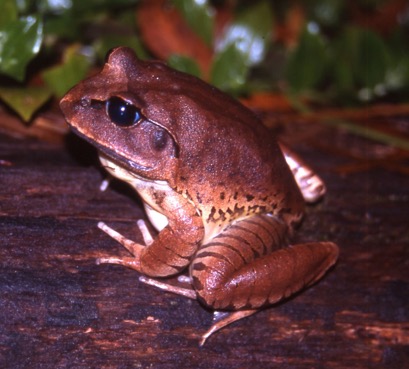 Photo: J White / QFS Great Barred Frog
Myxophyes fasciolatus 