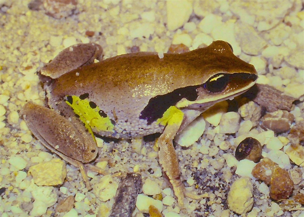 Photo: Ian Muirhead Green-thighed Frog Litoria brevipalmata 