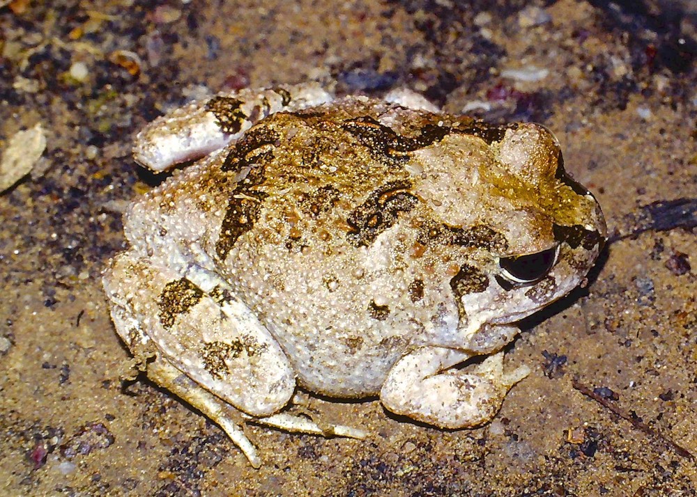 Photo: Ian Muirhead Ornate Burrowing Frog Platyplectrum ornatum  