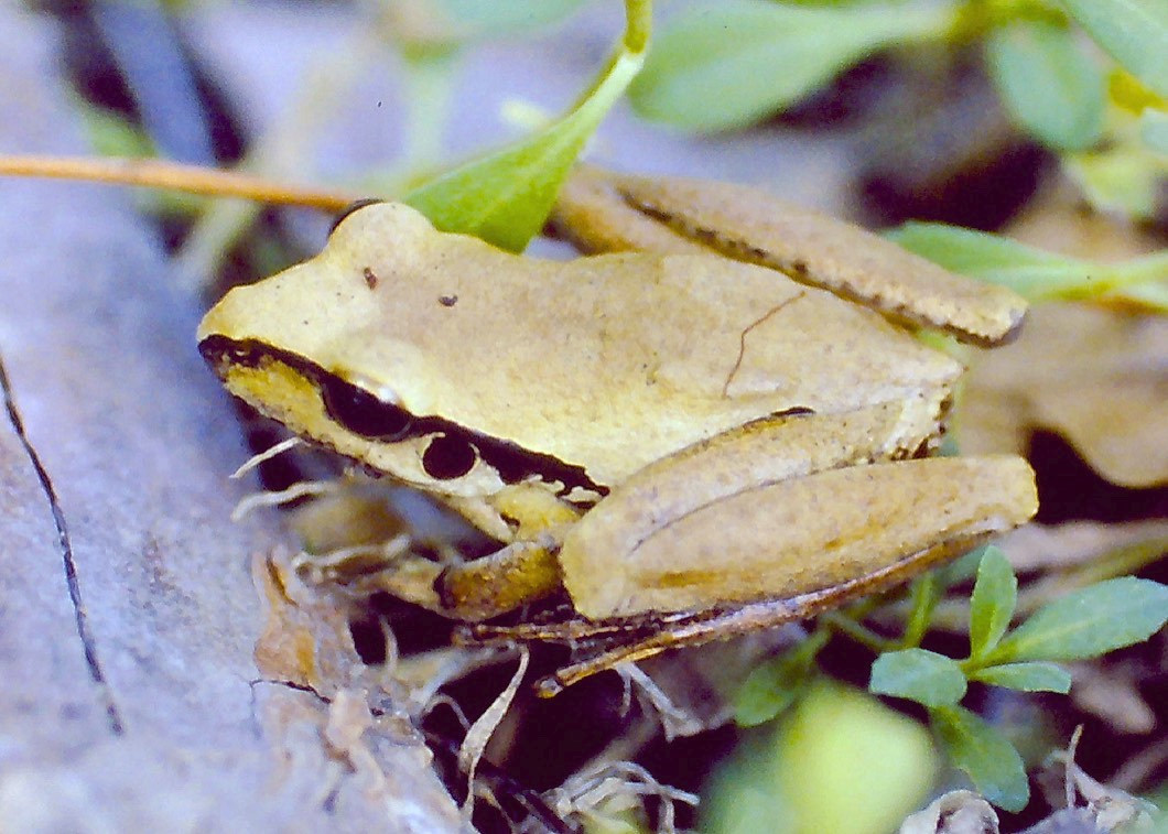 Photo: Ian Muirhead  Stony Creek Frog Litoria wilcoxii 