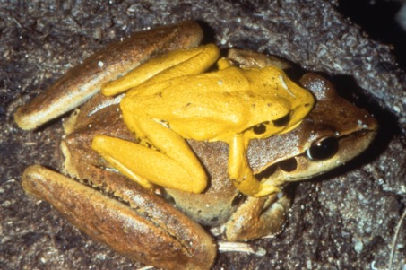 Photo: Ric Nattrass / QFS Stony creek frog Litoria wilcoxii (Male is yellow)