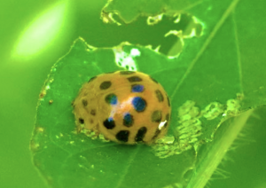 Why Do Ladybugs Have Spots? Do Dragonflies Bite?