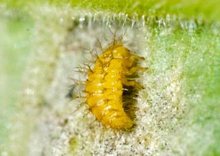 26-spotted Ladybird larva Photo: Ed Frazer