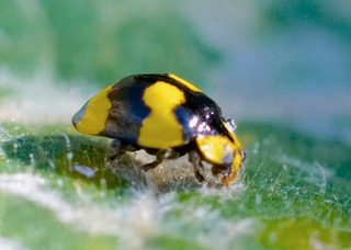 Fungus-eating Ladybird Photo: Ed Frazer