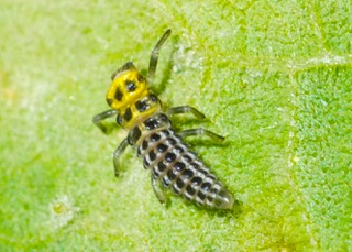Fungus-eating Ladybird larva Photo: Ed Frazer