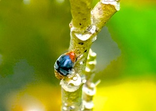 Mealybug Ladybird Photo: Ed Frazer