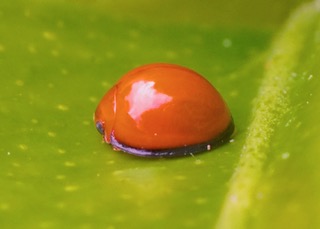 Red Chilocorus Ladybird Photo: Ed Frazer