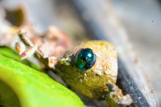 Small green Ladybird Photo: Ed Frazer
