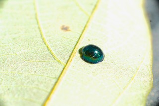 Small green Ladybird Photo: Ed Frazer