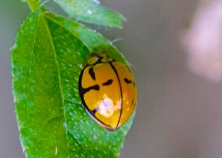Tortoiseshell Ladybird Photo: Ed Frazer