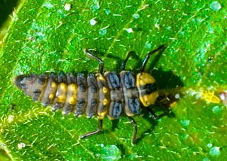 Tortoiseshell Ladybird larva Photo: Ed Frazer