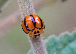 Variable Ladybird No 3 Photo: Ed Frazer