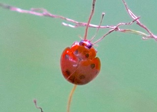 Variable Ladybird No 2 Photo: Ed Frazer
