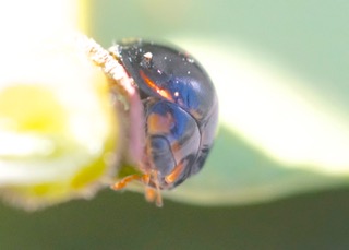 Blue Chilocorus Ladybird Photo: Ed Frazer