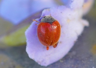 Koebele’s Ladybird Photo: Ed Frazer