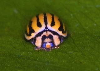 Seven-striped Ladybird  Photo: Ed Frazer