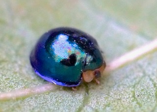 Steel blue Ladybird 
Male Photo: Ed Frazer