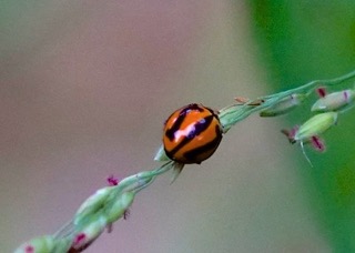 Striped Ladybird  Photo: Ed Frazer