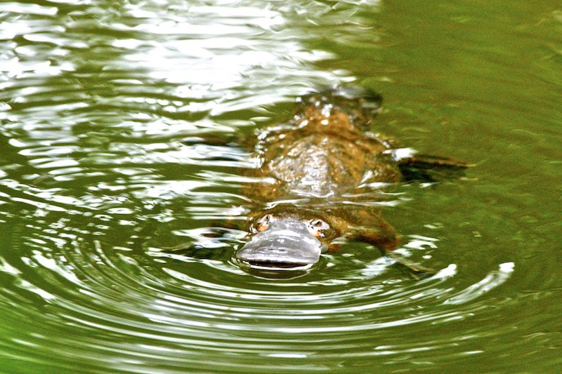 platypus
