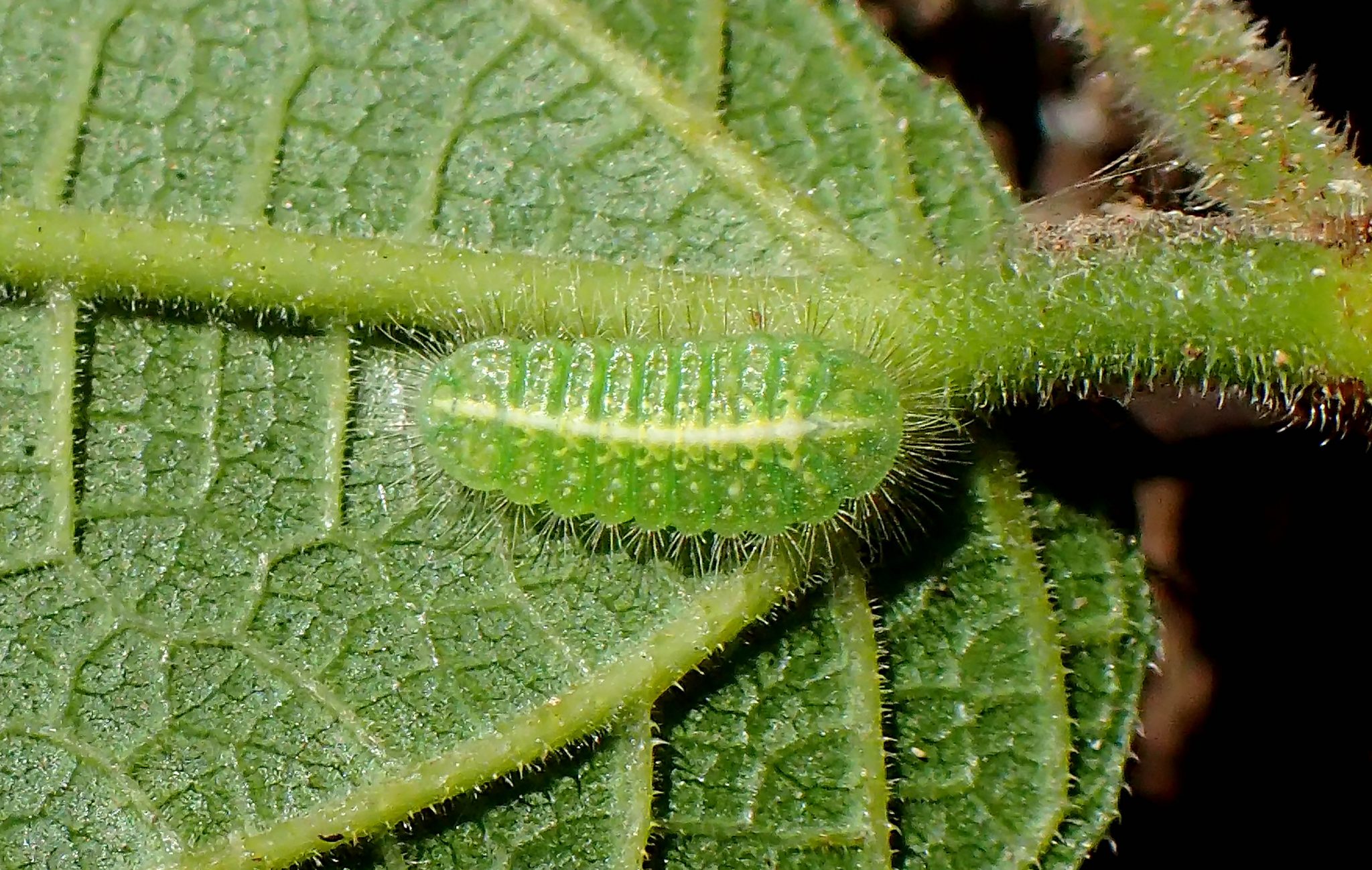 Philiris Innotata Wildlife Matters!