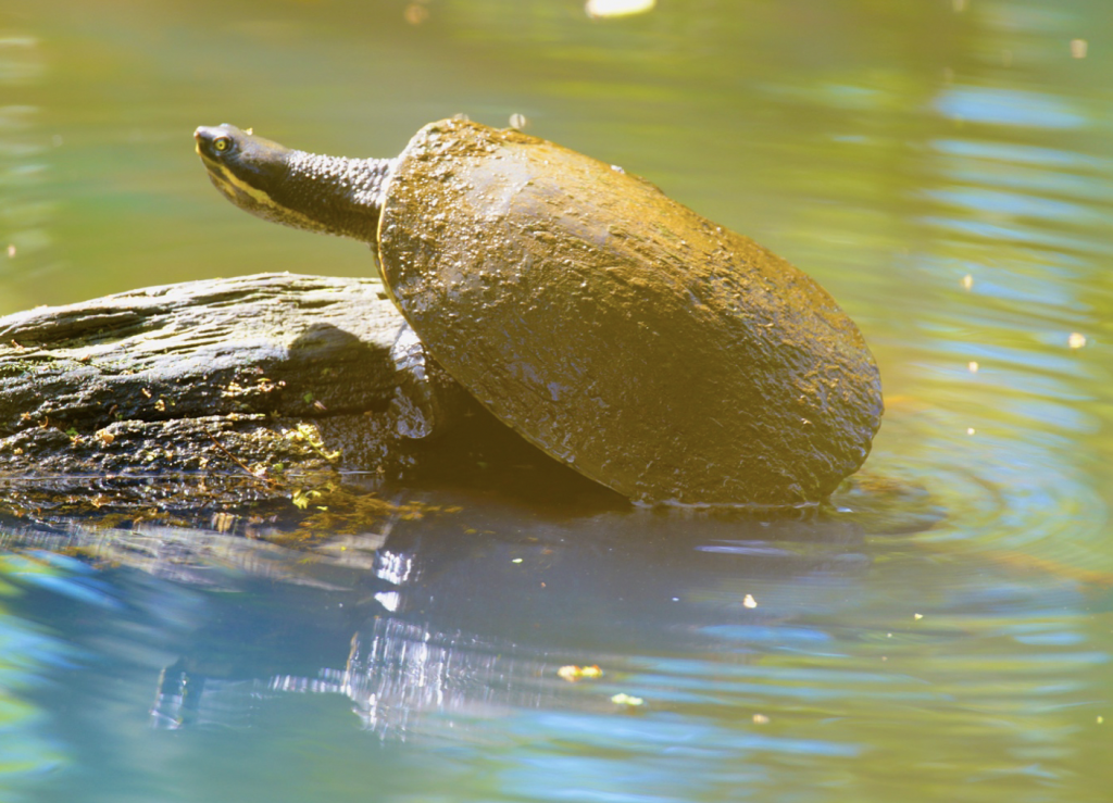 Freshwater turtles in our catchment