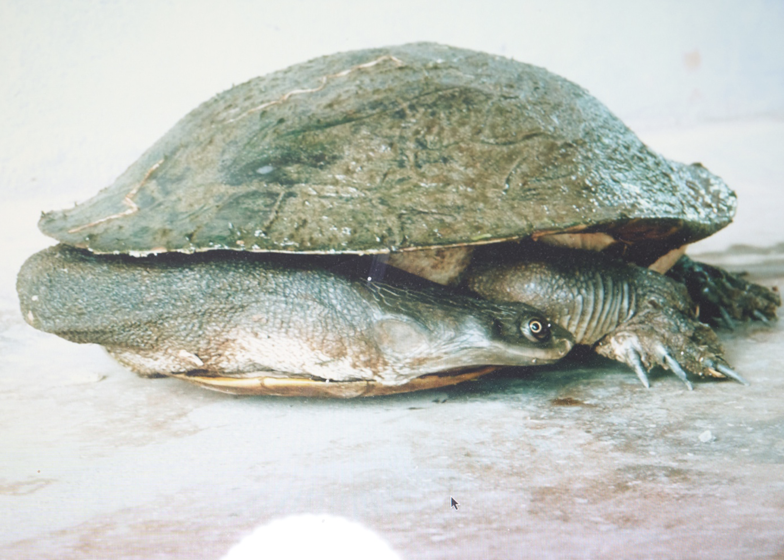 Broad Shelled River Turtle Photo: Ed Frazer