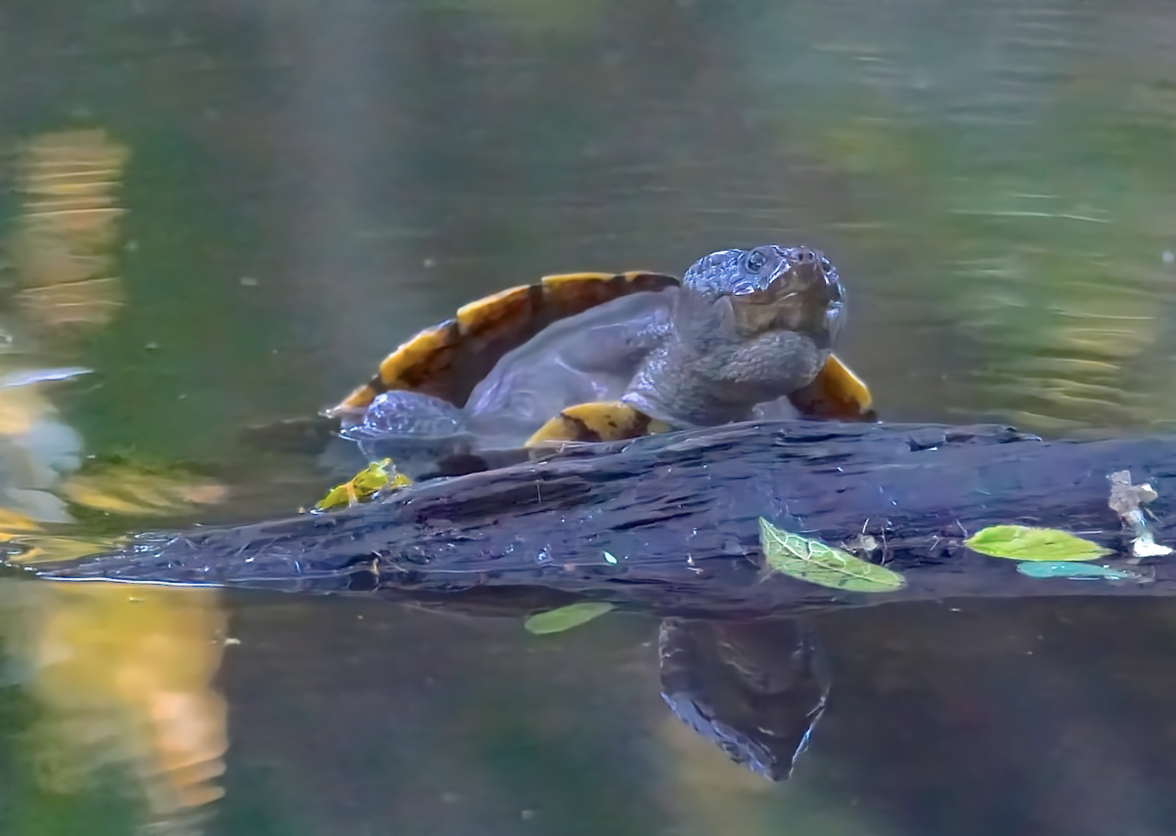 Saw-shell Turtle  Photo: Ed Frazer