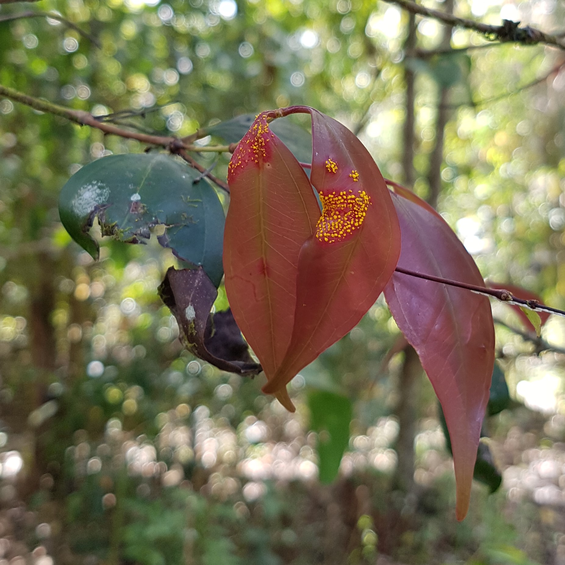 Myrtle-Rust-on-Rhodamnia-maideniana-photo-Kristy-Stevenson