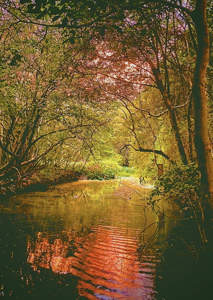Bush Bites by Ed Frazer Moggill Creek Catchment’s wonderful waterways