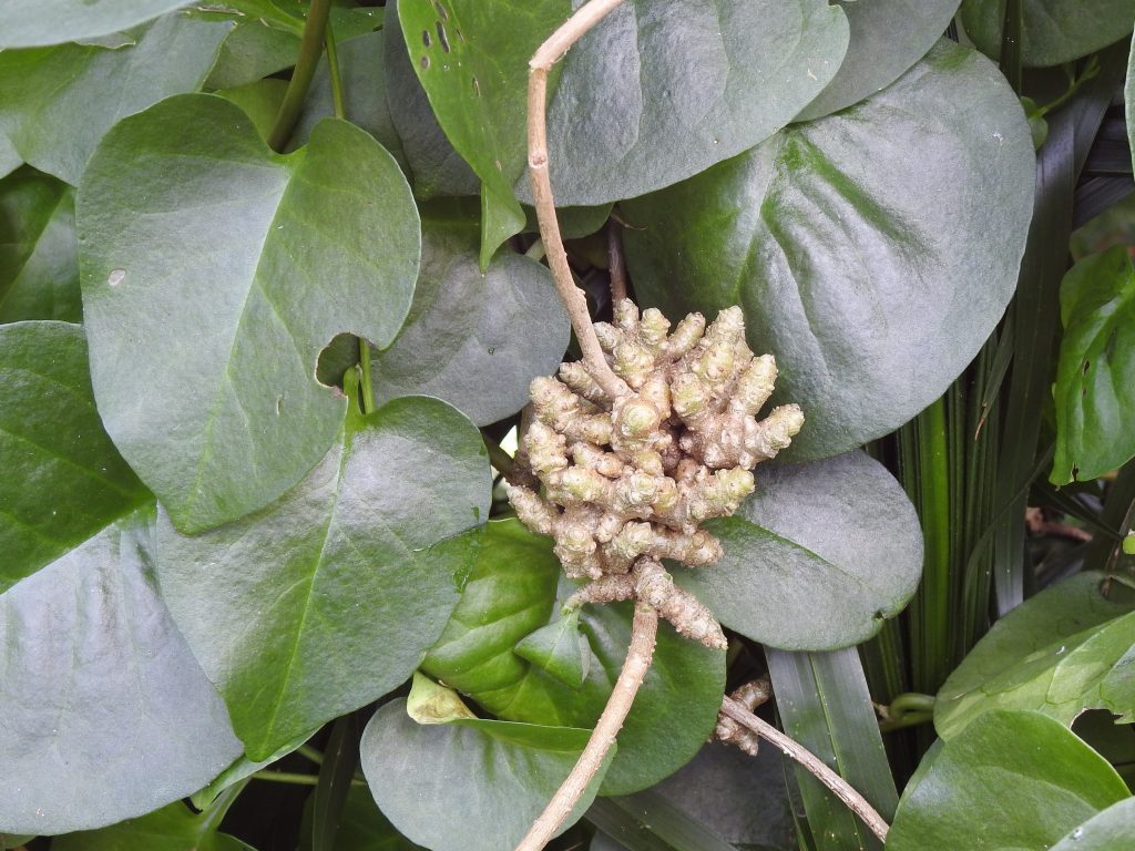 WEED VINES Wildlife Matters Feature