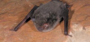 Large-footed Myotis Photo Les Hall