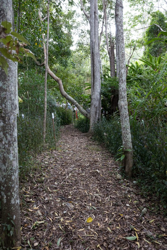 Peaceful sawmill forest walk