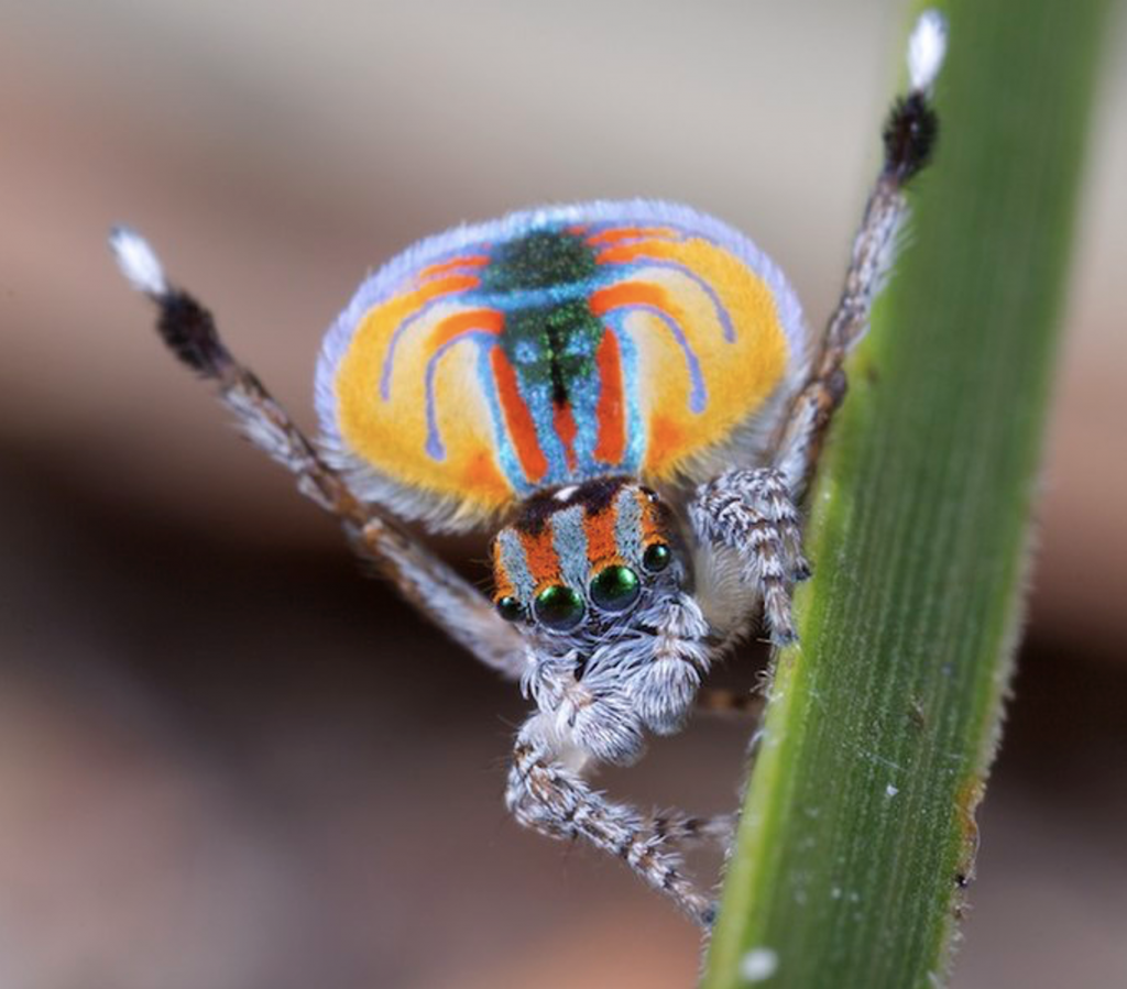 Male Flying Peacock Spider