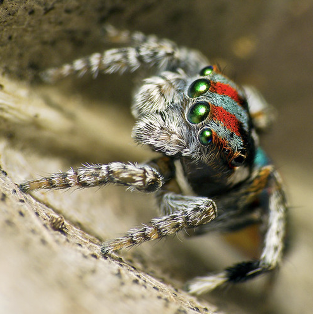 Male Flying Peacock Spider photo Robert Whyte