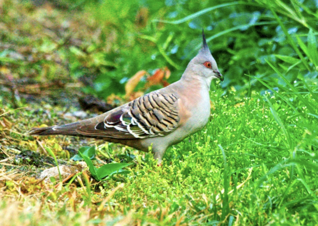 Crested Pigeon Ed Frazer