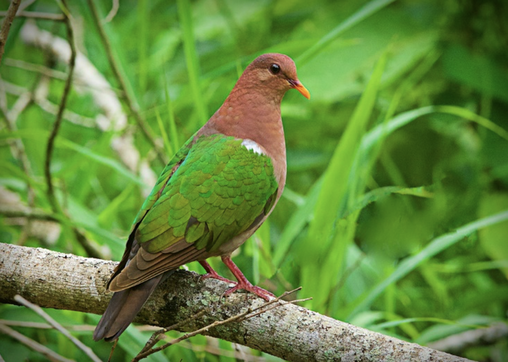 Emerald Dove Ed Frazer