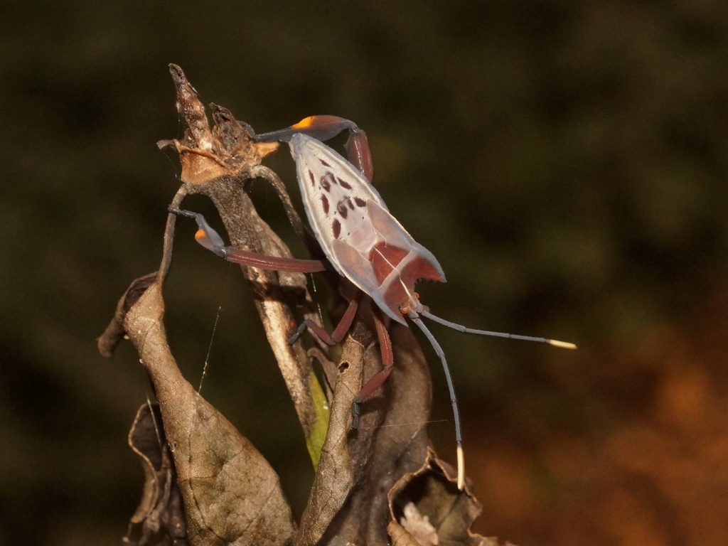 Canungrantmictus-morindana-Nymph-photo-Gordon-Grigg