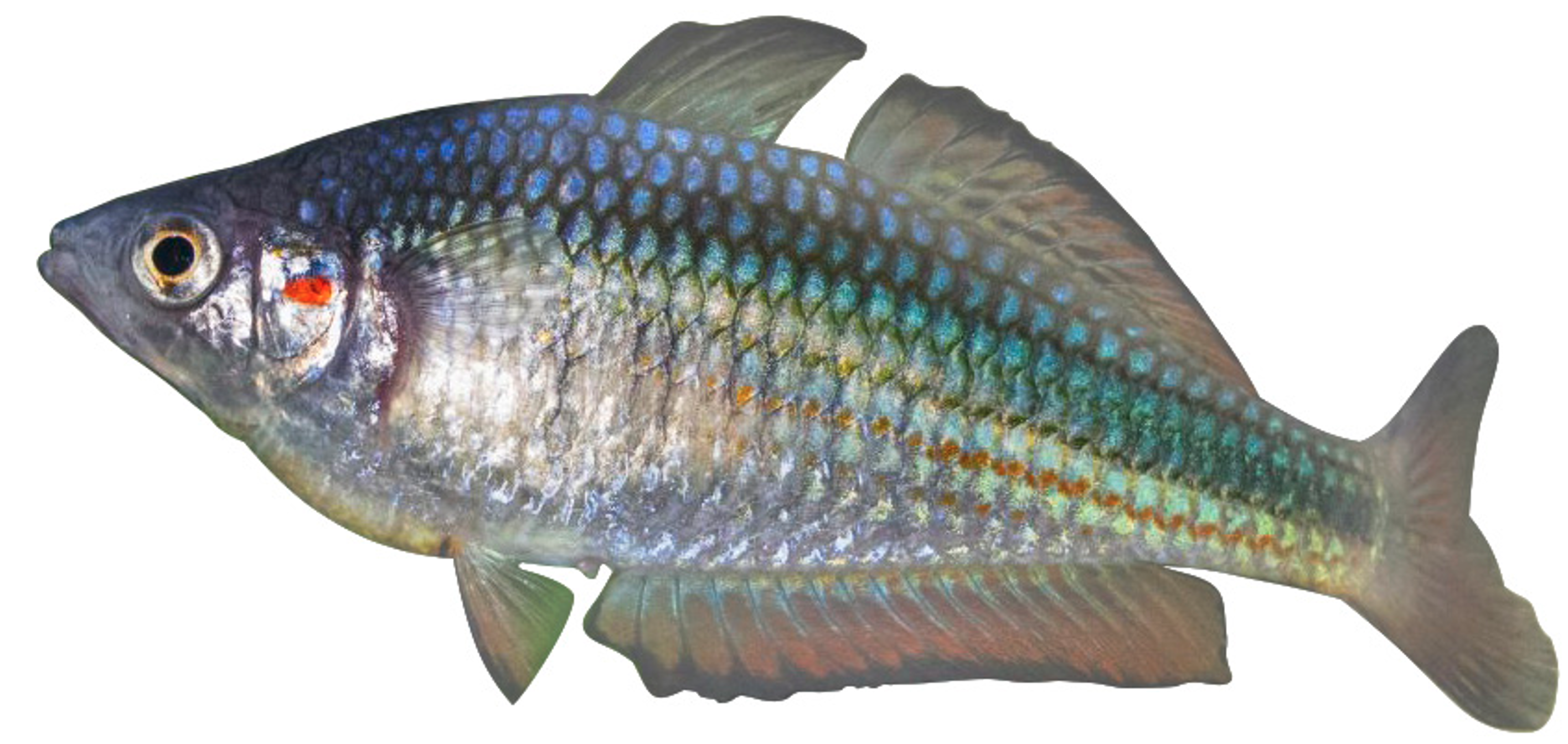 Southern-Rainbowfish-Melanotaenia-duboulayi