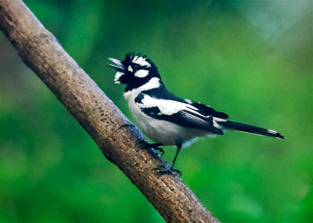 White-eared Monarch 2 (Carterornis leucotis) photo Ed Frazer