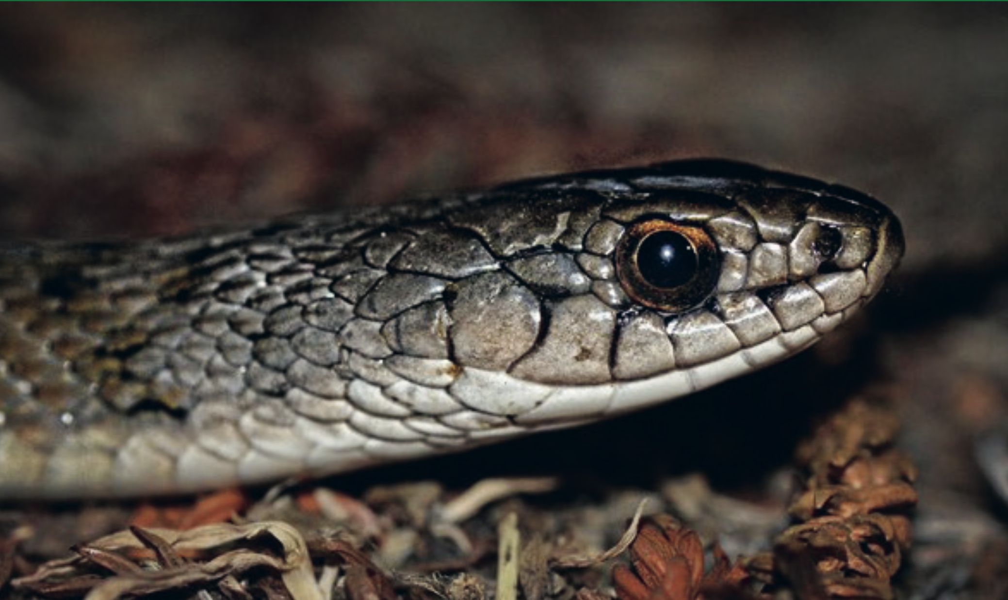 Common Keelback (Tropidonophis mairii) photo Alexandre Roux