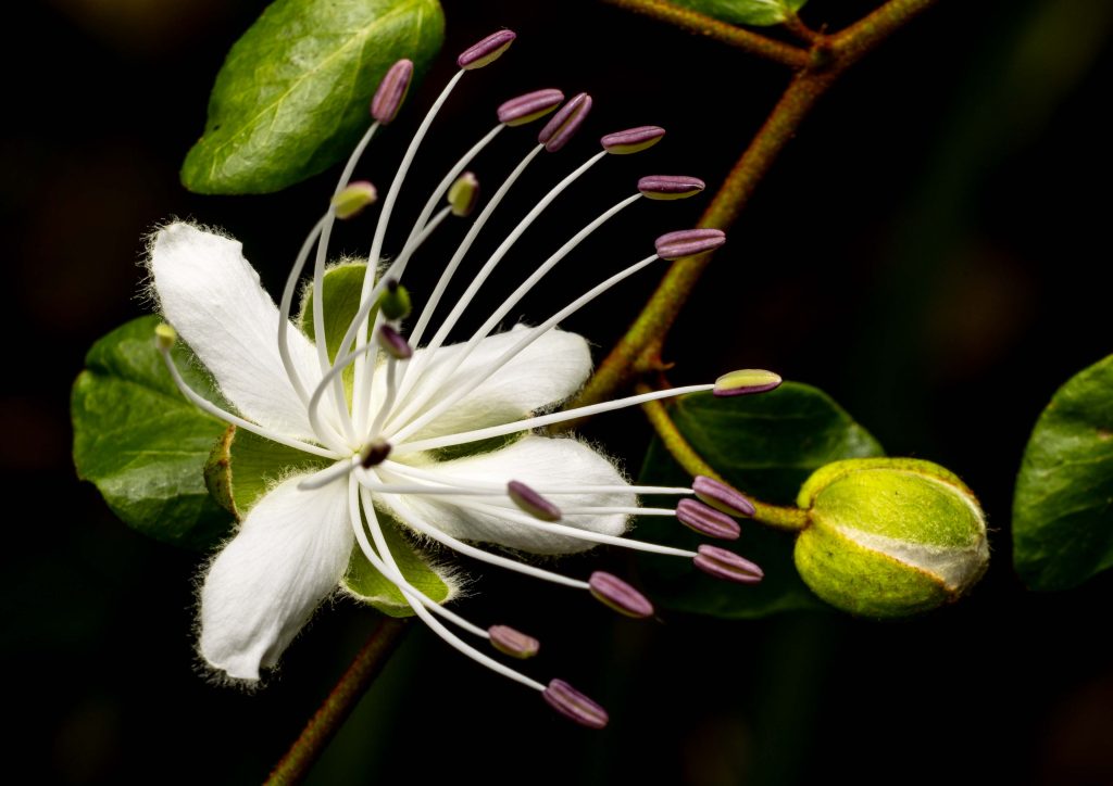 David-Edwards-Capparis-sarmentosa