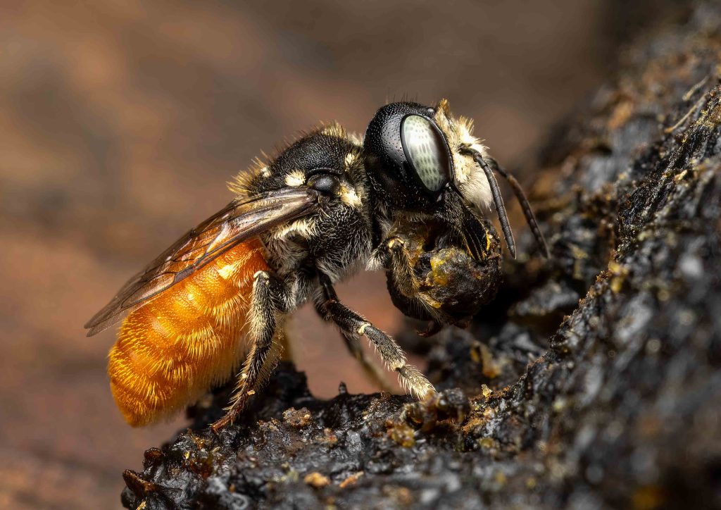 David-Edwards-Resin-bee-gathering